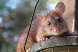 Pengenalan japanese encephalitis (je) ialah penyakit bawaan nyamuk. Hati Hati Ini 5 Penyakit Berbahaya Yang Disebabkan Oleh Tikus Semua Halaman Bobo