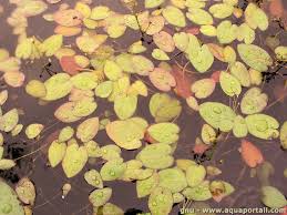 Image result for Caldesia parnassifolia