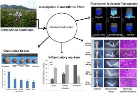 Each capsule of misai kucing plus contains: Cat S Whiskers Orthosiphon Stamineus Tea Modulates Arthritis Pathogenesis Via The Angiogenesis And Inflammatory Cascade Bmc Complementary Medicine And Therapies Full Text
