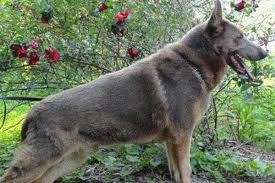 All our breeding dogs have been cleared and officially passed hip and elbow scoring. The Rare Isabella German Shepherd What Is In The Name And Dna Of Anything German Shepherd