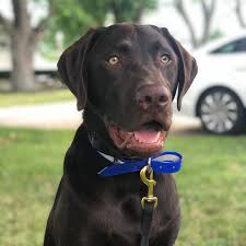 We would like to show you a description here but the site won't allow us. A1k9 Training Toby Is A 7 Month Old Chocolate Lab And Facebook