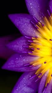 Choose from some of the most beautiful purple flowers that you can include in your yard. Purple Flower Wallpaper