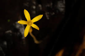 Image result for Voyria