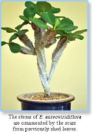 Image result for Trochomeria hookeri