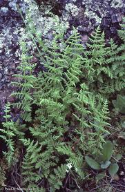 Image result for Cheilanthes