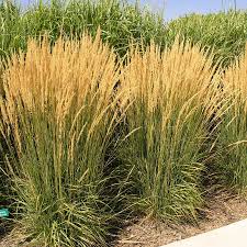 Image result for Agrostis epigejos