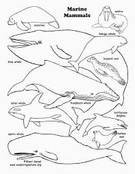 Sea Mammals Coloring Pages Animal Coloring Pages Sea Mammal Marine Animals
