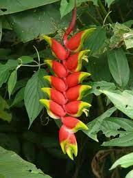 A Amazonia Por Dentro Amazon Flowers Amazon Rainforest Plants Rainforest Plants