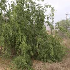 Image result for Salvadora