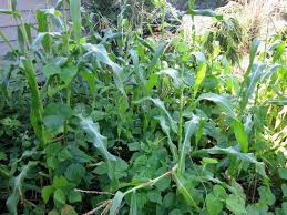 If the chart says green, the plants work well together. Companion Planting Chart Garden With Companion Plants