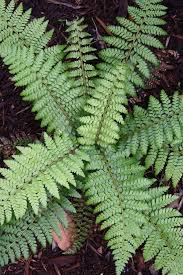 Image result for Polystichum