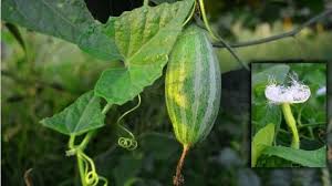 Integrated pest management (ipm) system was which known to be a minor pest and gradually becoming developed out of the yellow bitter gourd, beans, bottle gourd, chilli, tomato and vein mosaic disease transmitted and spread by. Parwal Farming Pointed Gourd Techniques Asia Farming