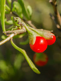 Image result for Lycium