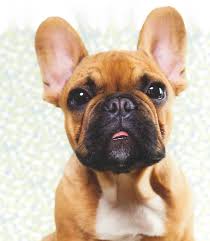 This motion encourages the puppies to use the bathroom.7 x research source. I Need Dog Kisses Bulldog Puppies Grey French Bulldog Puppy Dog Kisses