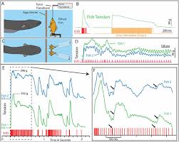 Frontiers The Astonishing Behavior Of Electric Eels Frontiers In Integrative Neuroscience Many migrate from freshwater to salt water when it's time to spawn. astonishing behavior of electric eels