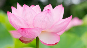 3840x2130 Lotus 4k Free High Resolution Desktop Wallpaper Lotus Flower Images Hd Flower Wallpaper Flower Images Free