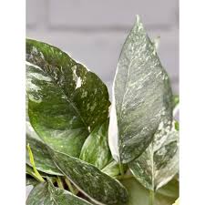 Image result for Tristachya superba