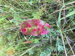 Image result for Enteucha acetosae