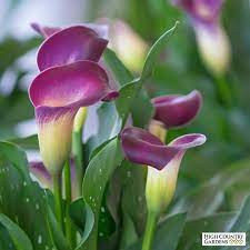 Calla Lily Nashville Zantedeschia Nashville Is An Elegant Bi Colored Flower Its Sculptural Petals Have Calla Lily Bulbs Purple Calla Lilies Bulb Flowers