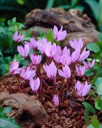 Cyclamen cilicium is found growing in southern turkey, in the provinces of adana, antalya, icel, isparta, karaman and konya, along the extensive taurus mountain range. Cyclamen Cilicium Anglia Bulb Company