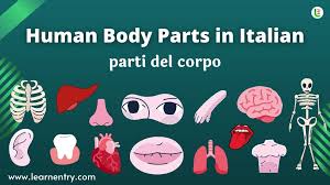 Let's learn new vocabulary in a fun, visual way! Human Body Parts Names In Italian English Learn Entry
