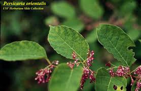 Image result for Berlinia orientalis