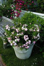 Ils sont en effet beaucoup plus dépendants des soins prodigués que des plants installés en pleine terre. Rosiers En Pot Comment Les Entretenir Roses Guillot