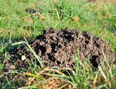 Ratten und mäuse laufen nicht zusammen rum, und wenn das kleine zu ca. Erdratten Im Garten Bekampfen So Geht S
