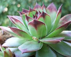 Image result for Phylohydrax