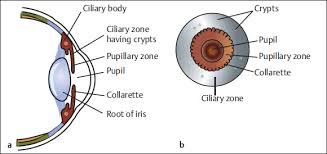 Image result for Ciliary Flush