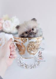 They are friendly and ready for their forever homes. Micro Mini Teacup Pomeranian Puppies For Sale Cuteanimals