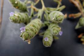 Image result for Nelsonia canescens