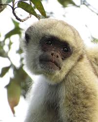 Image result for Micractis bojeri