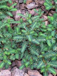 Image result for Phyllanthus