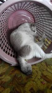 Catnip atau pokok kucing galak. Sampai Hati Kau Racun Kucing Kucing Aku Sampai Mat
