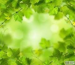 Фон зеленые листья