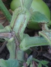 Image result for tomato seedling fusarium wilt