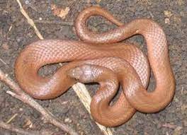 Ecology Of The Smooth Earth Snake Virginia Valeriae And Redbelly Snake Storeria Snake Earth Smooth