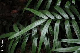 Image result for Lindsaea ensifolia