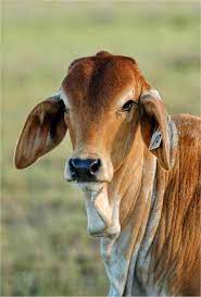Maybe you would like to learn more about one of these? Brahman Calf Cow Pictures Barnyard Animals Cute Cows