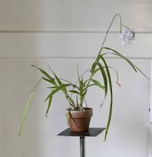 Image result for Polystachya