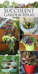Shop By Category Ebay Succulents In Containers Succulents Succulents Garden
