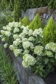 Little Lime Hardy Hydrangea Hydrangea Landscaping Hardy Hydrangea Backyard Hydrangeas