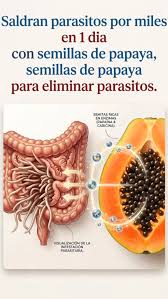 Aunque suelen desecharse, estas semillas cuentan con propiedades que  favorecen la salud del hígado 🩺😲
