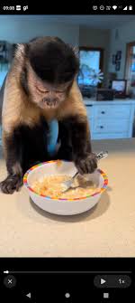 Qual é a origem das figurinhas de macacos populares no WhatsApp –  Webstories GZH