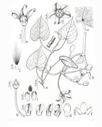 Image result for Cynanchum ledermannii