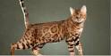 California Spangled Cat Info, Kittens, Personality ...