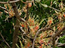 Image result for Erianthemum dregei