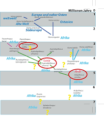 The find was made in the rising star cave system. Hominidenstammbaum Evolution Abitur Vorbereitung