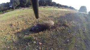La notizia della morte dell'assessore ha suscitato grande commozione in paese, dove l'uomo è molto conosciuto e benvoluto. Caccia Al Cinghiale In Sardegna Compagnia S Barbara Nurra Youtube